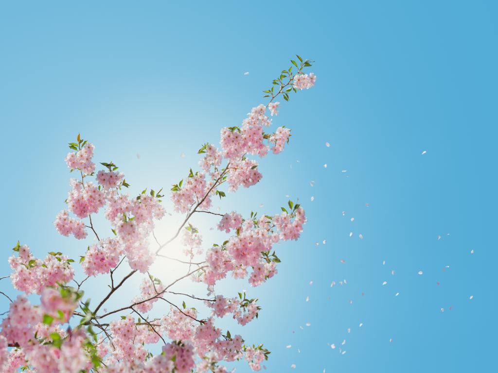Placeholder Picture